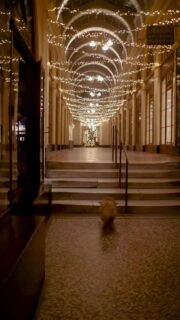 J’espère que ces prochains jours de fêtes vous permettront de ralentir, prendre le temps de vivre et d’apprécier chaque instant passés avec vos proches et vos petites bêtes poilues si vous en avez ! 

Merci d’avoir fait partie de cette belle aventure en 2025. Je vous embrasse, je vous souhaite de joyeuses fêtes ✨😘


PS : Si pour une raison particulière, les fêtes ont une saveur différente de d’habitude, peut-être plus difficile ou moins joyeuse, sachez que vous n’êtes pas seule.❤️