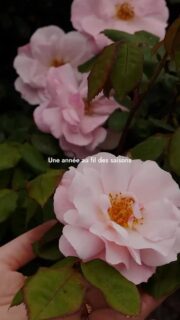 2025 au fil des saisons 🌸🍒🍂❄️

Merci pour cette année à mes côtés, hâte de voir ce que 2026 nous réserve ! Je vous souhaite une année 2026 pleine de joie, de créativité et de moments de partage 🩷.
#countryside #paris #oleron #interiorinspiration #cottagecore