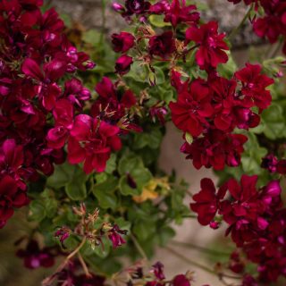 Mes petits bonheurs de juin 🌿🌸
1-2. Les jolies fleurs du jardin de ma mère 🌿
3-4. Je continue à peindre la future crédence de ma cuisine 🖌
5. Bonheur d’avoir commencé une nouvelle illustration aux pastels (ça m’avait manqué !)
6. L’avancement des travaux de rénovation dans mon appartement parisien
7. Le retour des salades d’été gourmandes et colorées
8. Lancer ma première collection d’été Heïdi, ne s’attendre à rien, et avoir la belle surprise de vous voir aussi nombreux qu’à Noël (Merci ❤️)
9-11. La vie au ralenti dans mon petit village oléronais
12. Les premières rose trémières 🌸
13. Les baignades de Lennon dans les marais 🦪💦
14. Les premières cerises 🍒
15. La lumière d’Oléron, la lumineuse ✨
16. Un livre merveilleux que j’ai adoré sur la vie et l’œuvre de Van Gogh lors de son séjour à Arles.
J’ai l’impression que ce mois est passé à toute vitesse mais c’est fou comme ce format remet les choses en perspective et me permet de me concentrer sur ces petites choses futiles mais essentielles... Les mois d’été riment souvent avec déconnexion, et Instagram ne montre pas tout, mais entre les soirées sur la plage avec les copains, les balades à la fraîche, la nature qui s’épanouit, juin a tenu toutes ses promesses ✨🌿.
#art#slowlife#pastels#vintageinspired#vintageaesthetic#darkacademia#aquietstyle#vintagemood#vintage#elodie_illustrations#impressionism#cottagecore#oleron#plage#coucherdesoleil#fleurs#cottagecore#heidi